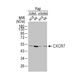 CXCR7 antibody [C1C2], Internal (GTX100027)