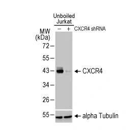 CXCR4 antibody [HL2612] (GTX639064)