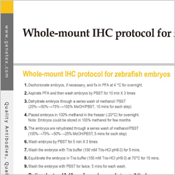 Protocol - IHC (whole-mount)