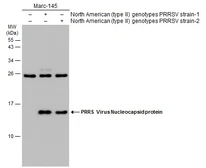 Anti-PRRS virus Nucleocapsid protein antibody used in Western Blot (WB). GTX129270
