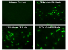 Anti-Porcine circovirus type 2 / PCV2 replicase antibody used in Immunocytochemistry/ Immunofluorescence (ICC/IF). GTX133638