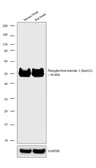 Anti-beta Arrestin 1 (phospho Ser412) antibody used in Western Blot (WB). GTX24472