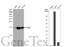 Anti-Iba1 antibody [HL1880-MS] used in Western Blot (WB). GTX638147